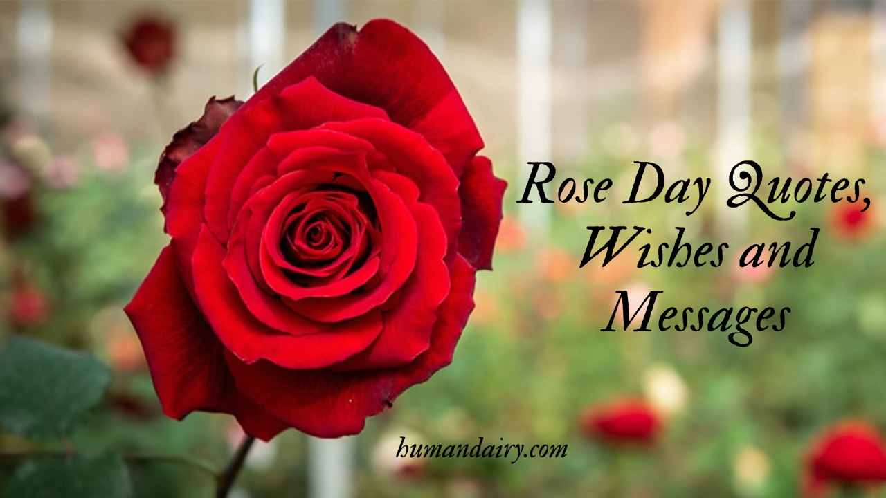 Rose Day Quotes, Wishes and Messages