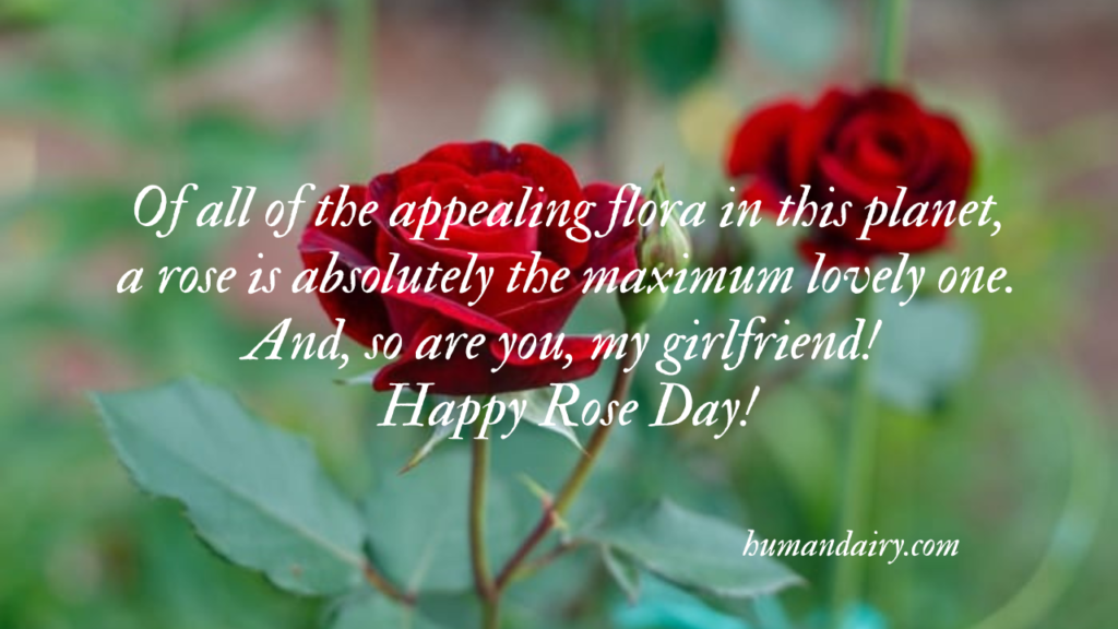 Rose Day Quotes, Wishes and Messages