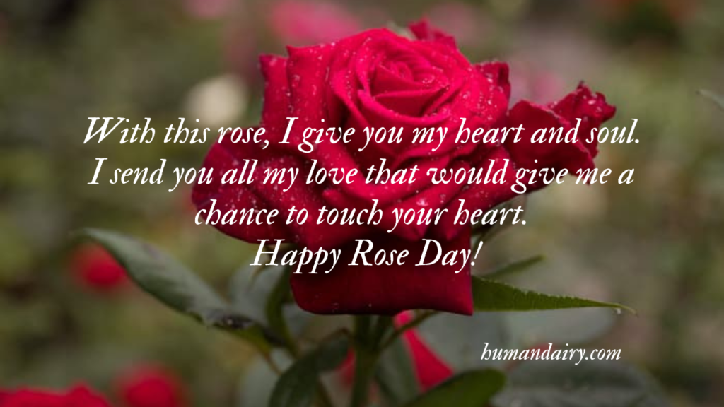 Rose Day Quotes, Wishes and Messages