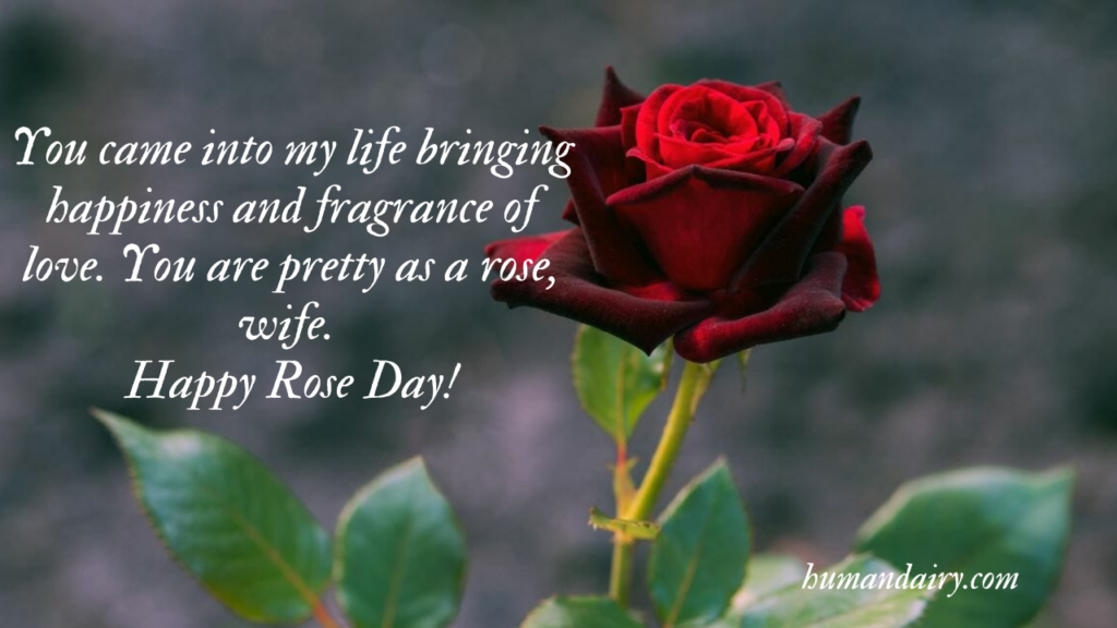 Rose Day Quotes, Wishes and Messages