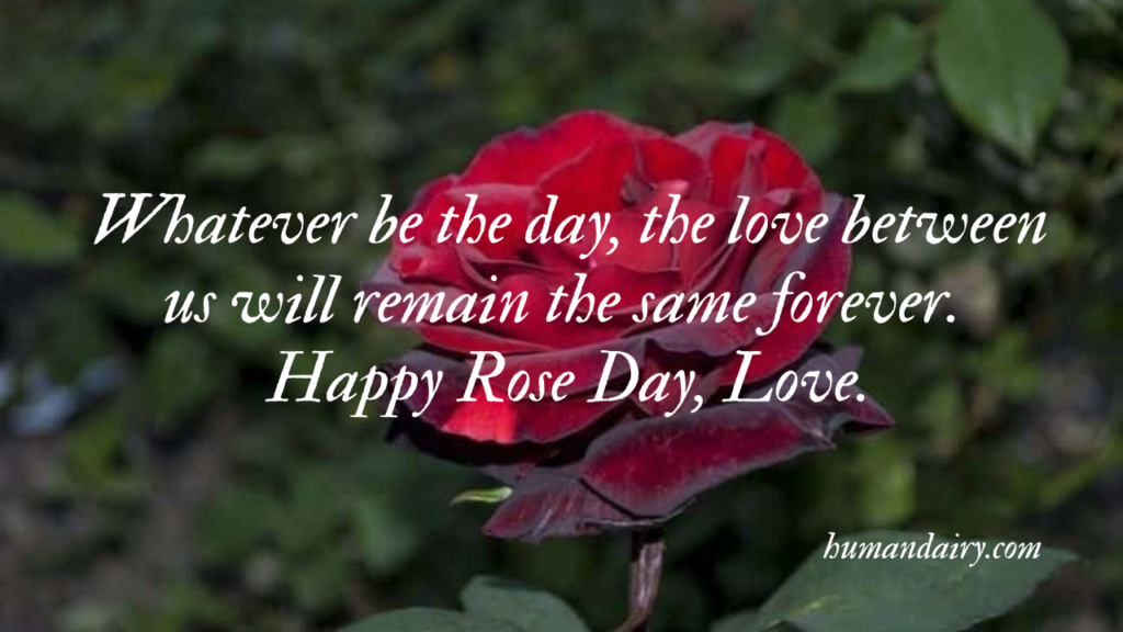 Rose Day Quotes, Wishes and Messages