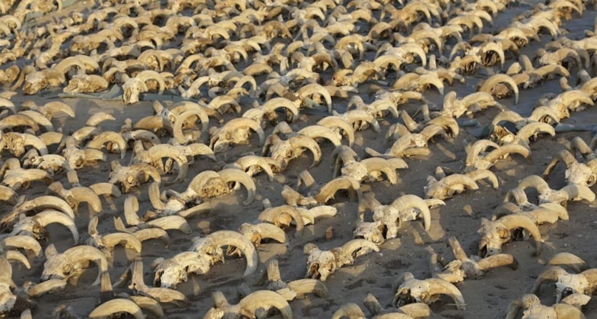 Over 2,000 Mummified Sheep Heads Unearthed In Egypt Temple