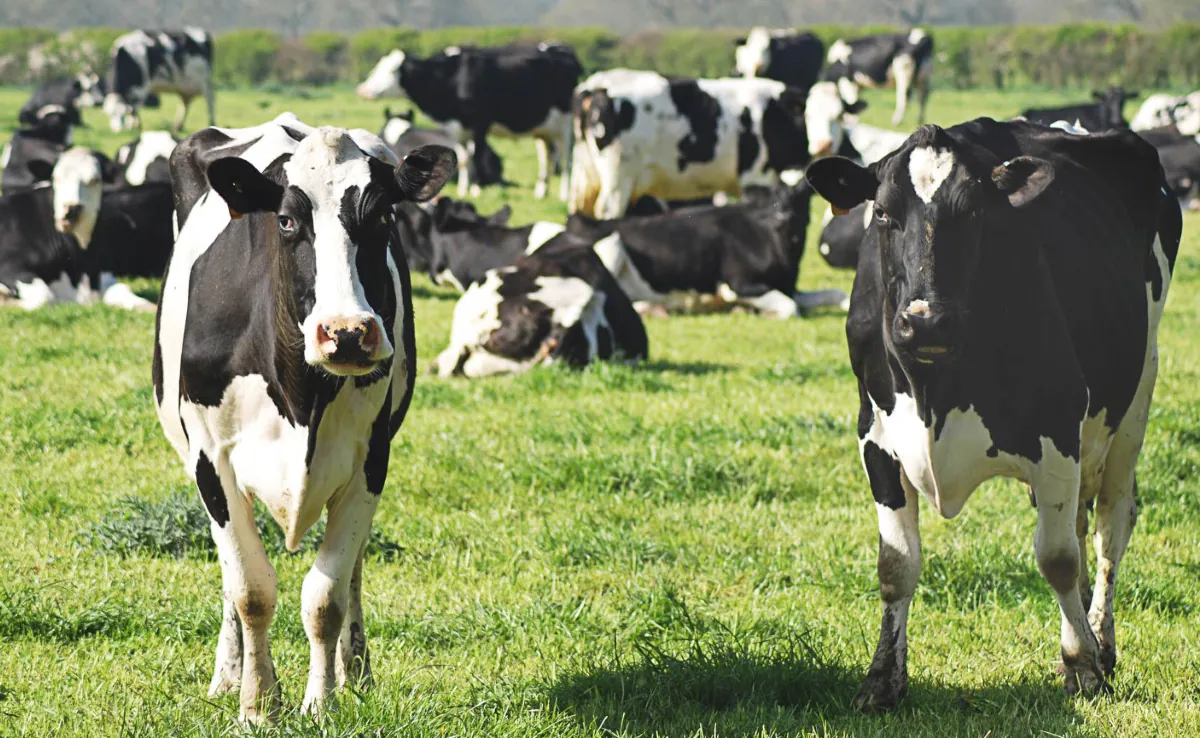 ''Tongues Removed, No Blood Spilled'': Mysterious Deaths Of Cows In US State Baffles Authorities